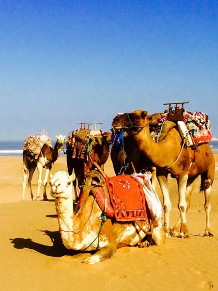 wonderful autumn day in Essaouira