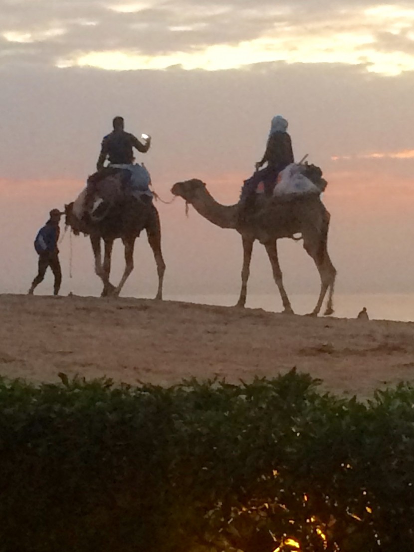 Camel Riding Essaouira